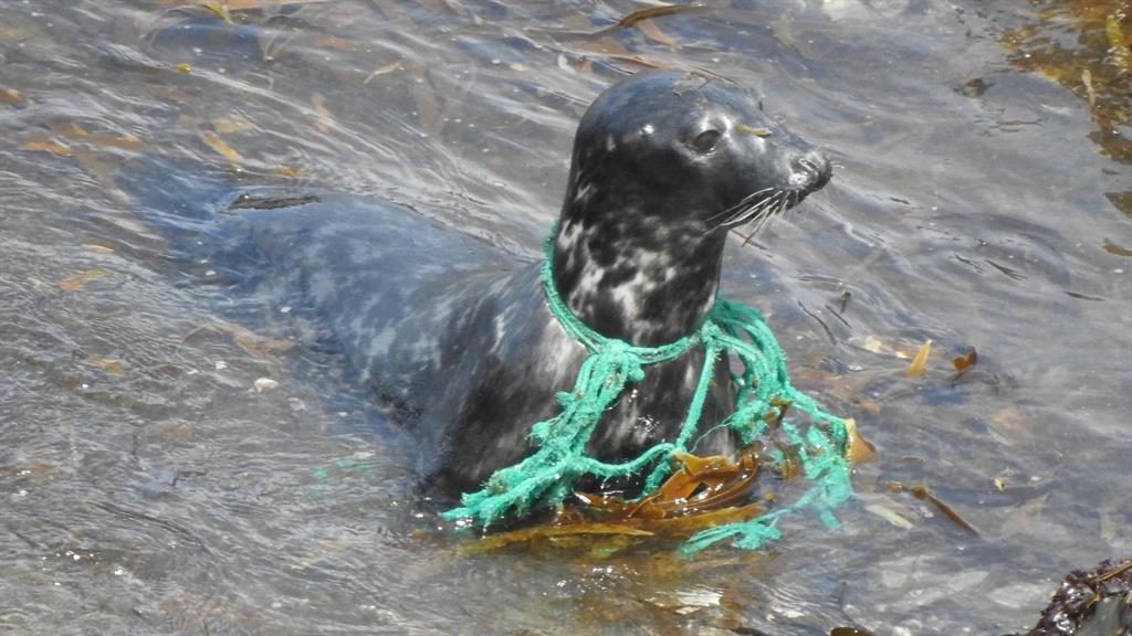 Rescuers Saw This Wild Seal Behaving Abnormally, When They Took A ...