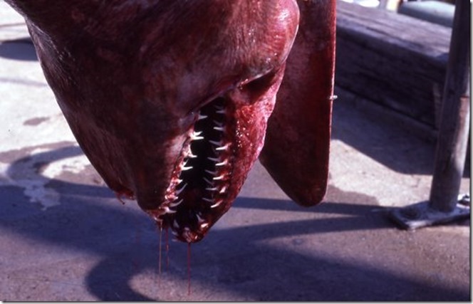 Macintosh HD:Users:brittanyloeffler:Downloads:Upwork:Terrifying Creature:goblin-shark-head-close-up_1.jpg