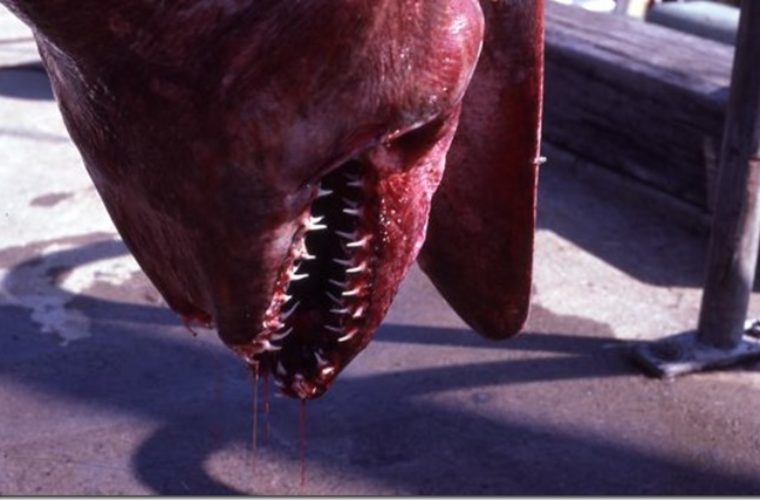 Macintosh HD:Users:brittanyloeffler:Downloads:Upwork:Terrifying Creature:goblin-shark-head-close-up_1-760x500.jpg