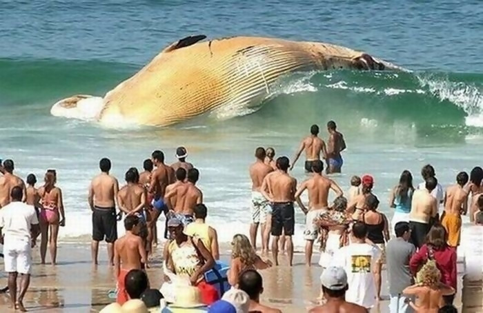 A recently deceased whale floating on the top of the water.