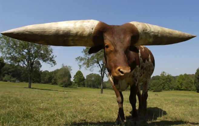 The largest steer horns in the entire world.