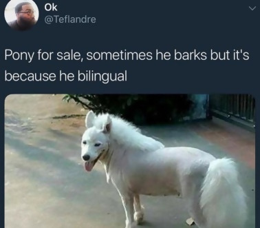 pony dog 