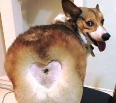 a dog with a heart shaved on his butt