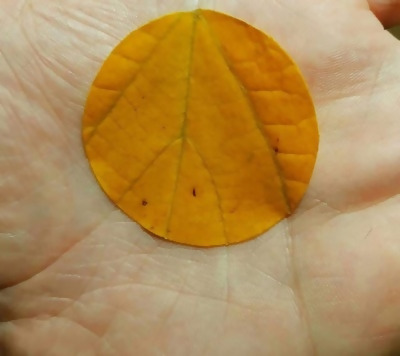 a leaf with veins that match perfectly to the person holding it