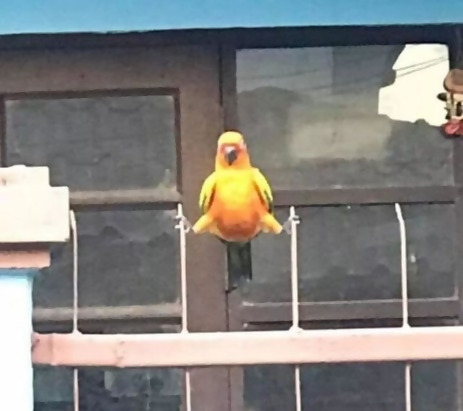 bird sitting on a fence weirdly 